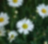 Daisies